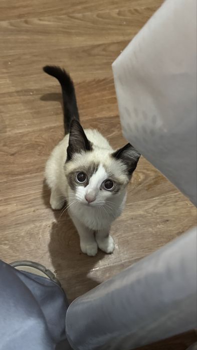 Сиамский котенок