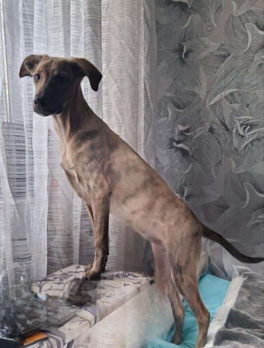 Собака девочка.