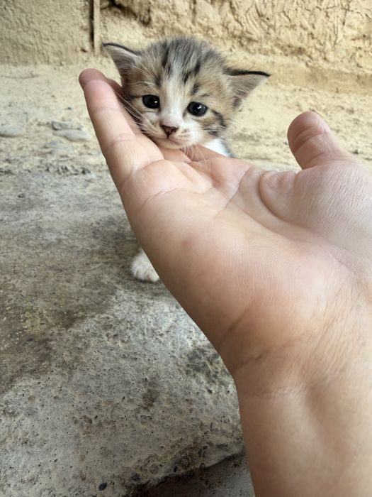 Шодланские котята