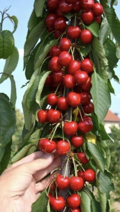 Pomi fructiferi columnari pe rod