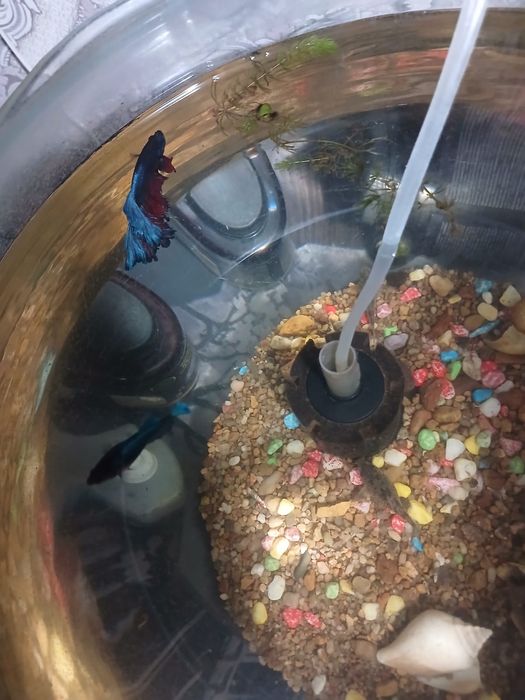 Питишок сатылады