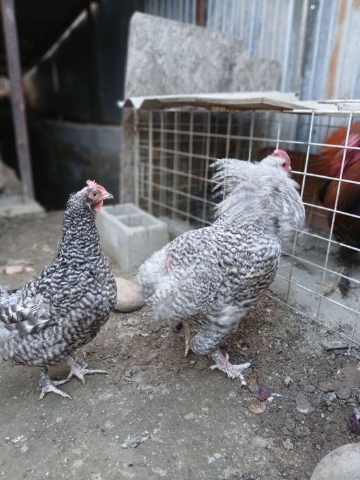 В продаже красивая парочка