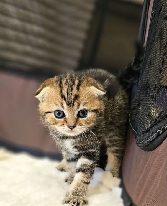 Шикарнык котята, 1.5 мес