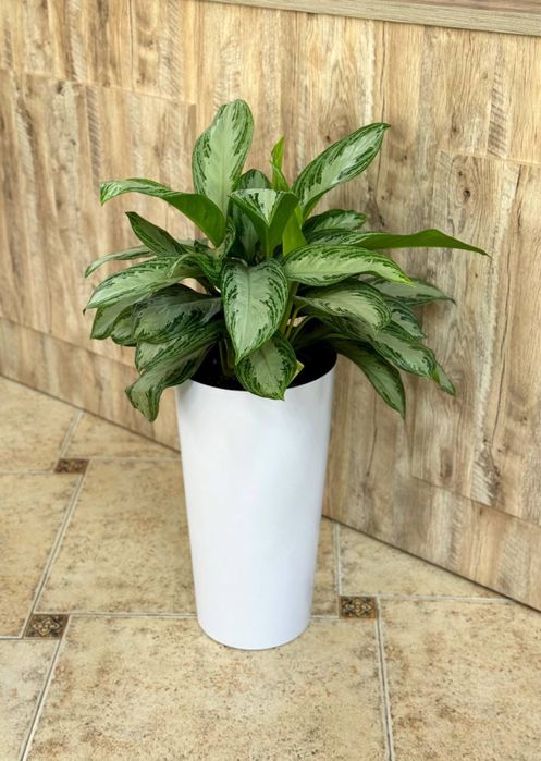 Офис гуллари сотилади