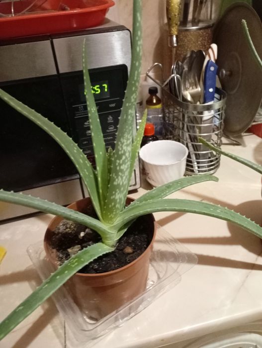 Алоэ Вера. лечебное.