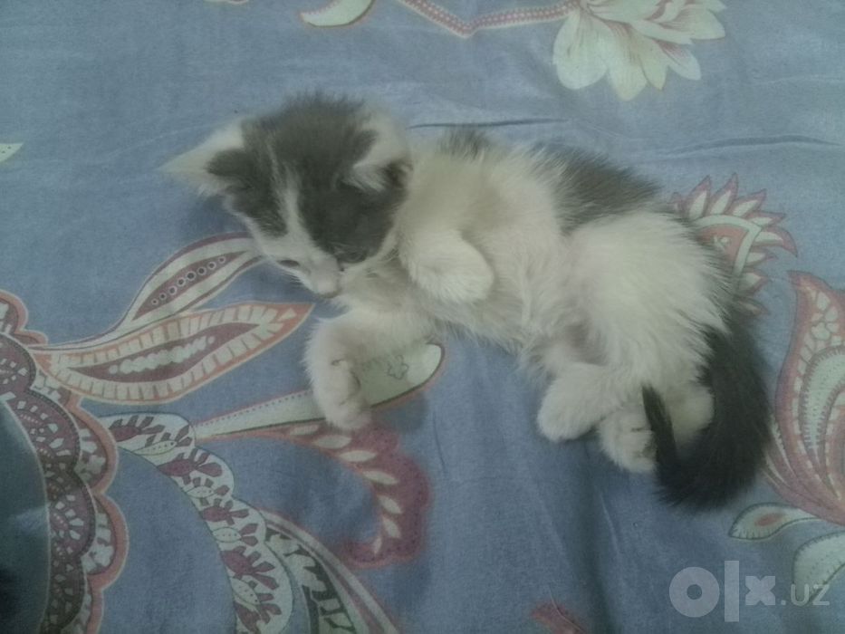 Отдаю котят в хорошие руки.