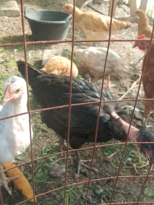 Продам курочек голошейки