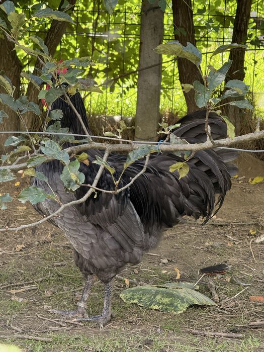 Vand perechi sau familii Australorp Negru Albastru