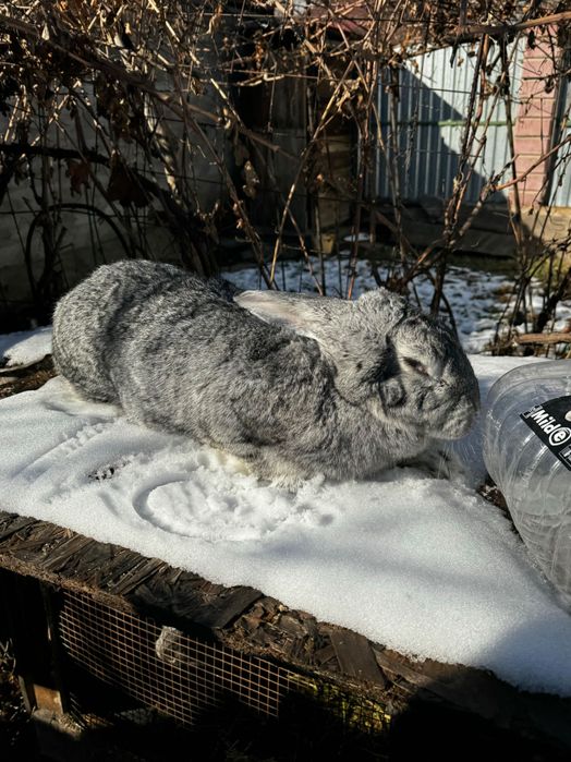 Крольчиха Серый Великан