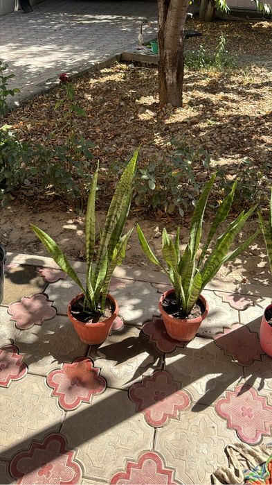 Комнатные цветы для офиса