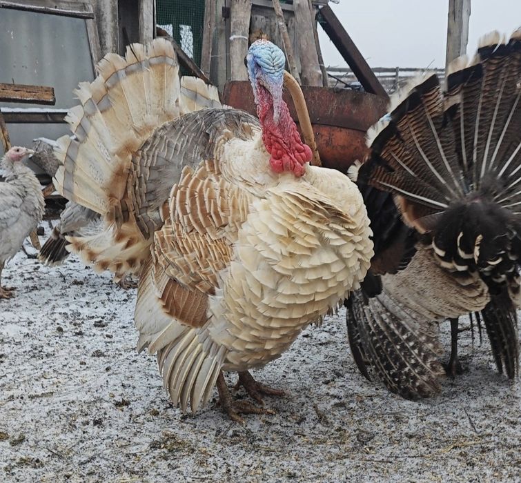 Продам индюков, описание