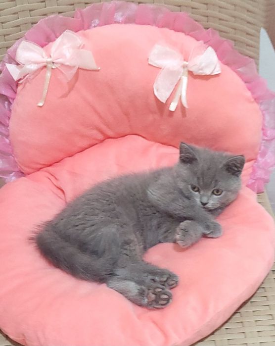 British shorthair