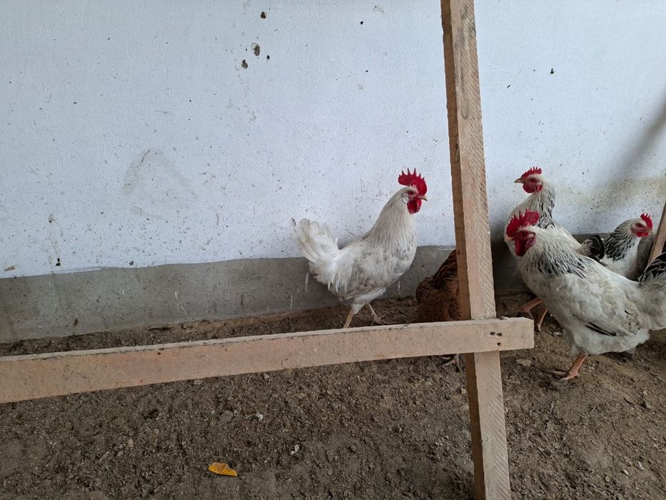 Кораздар сатылады