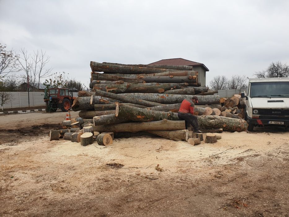 Lemn de foc fag uscat ținut în hala , nisip balastru