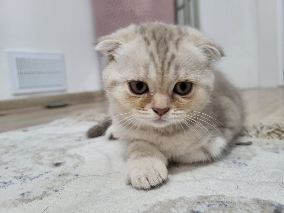 Шотландская вислоухая 

вислоухая

вислоухая