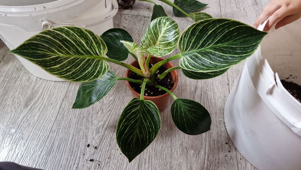 Филодендрон "Биркин"