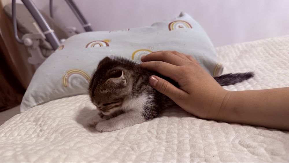 Вислоухий котенок