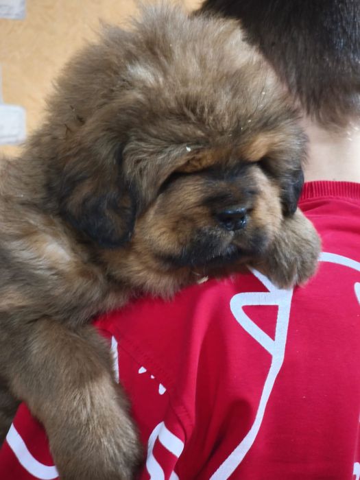 Лучшие представители породы