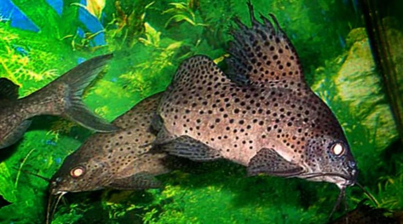 Продам пару синодонтисов