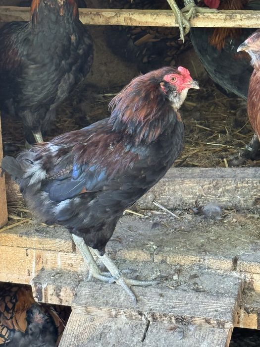 Cocosi wyandotte si araucana