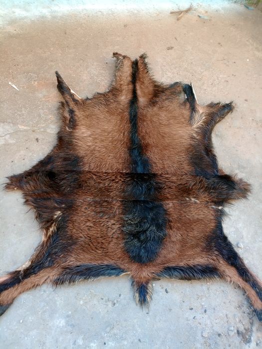 Кози кожи изсушени