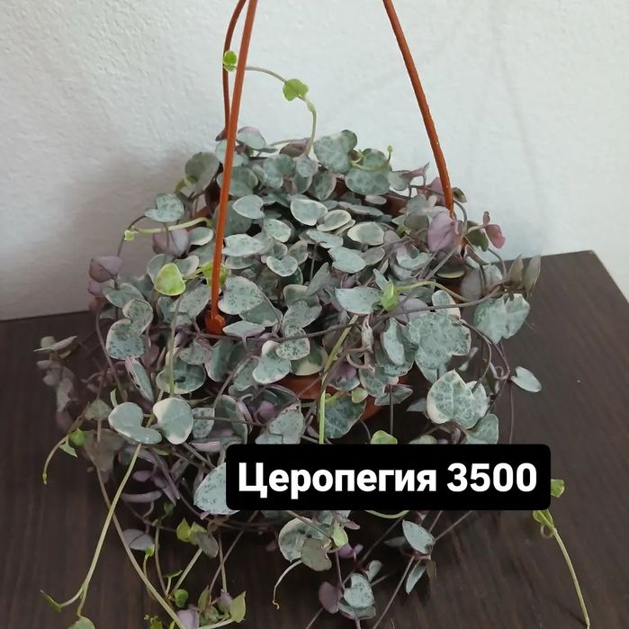 Комнатные растения