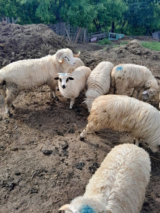 Berbec de 1 an jumate si miei din primăvara
