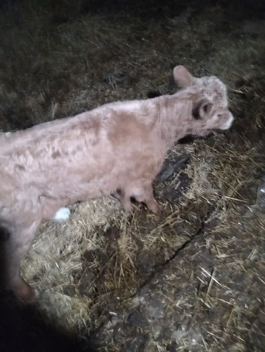 Продам теленка , телочка