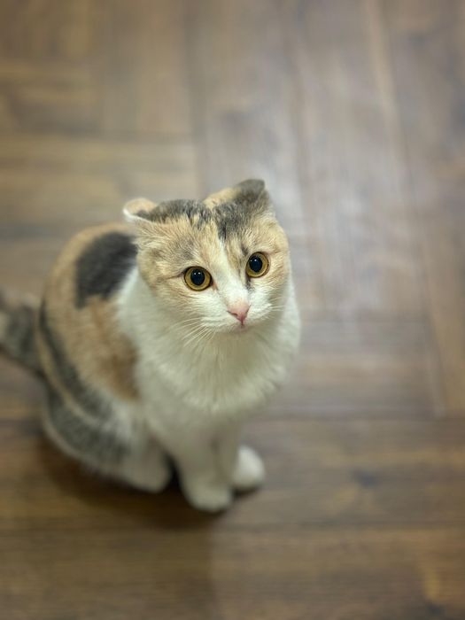 Кошке полтора года