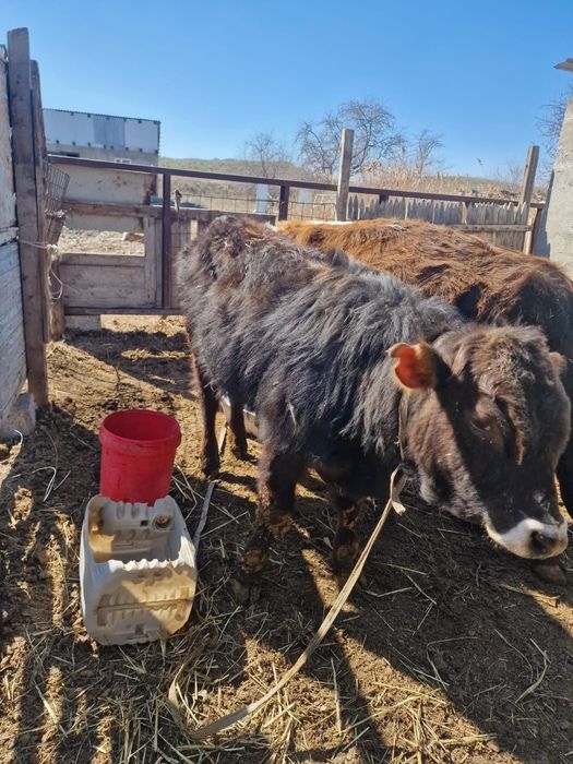 Бычок бука продам