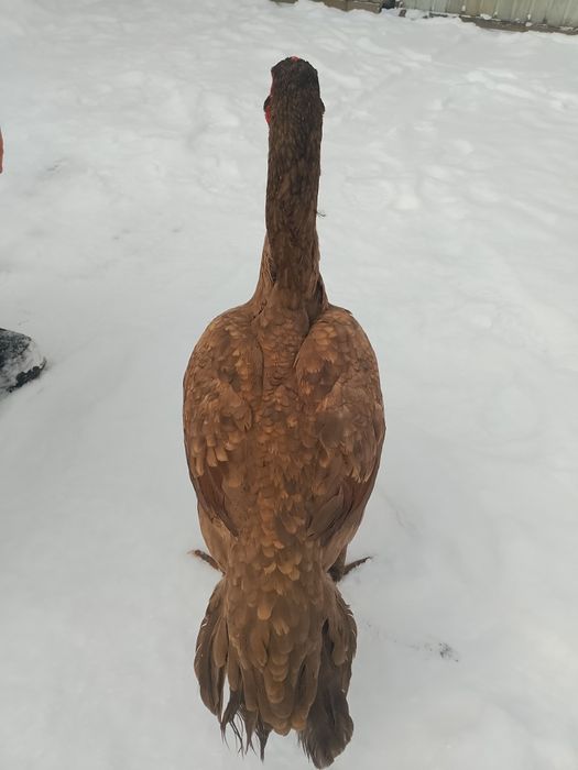 Дакан даканнннннн