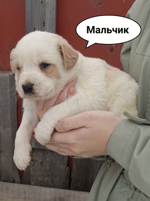 Щенки бесплатно!!! Срочно!