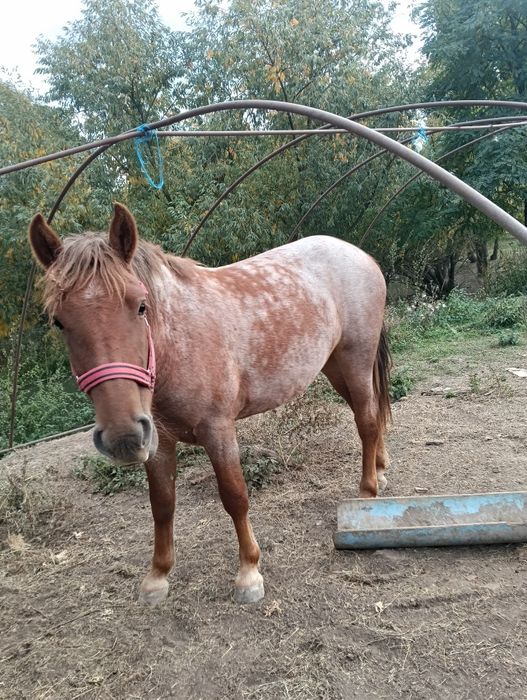 Vand manza de 1 an si 10 luni