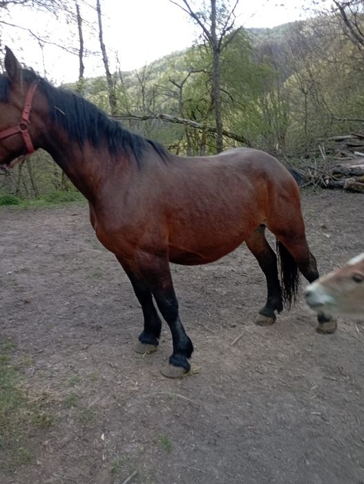Vând o iapă cu mânză și un mânz