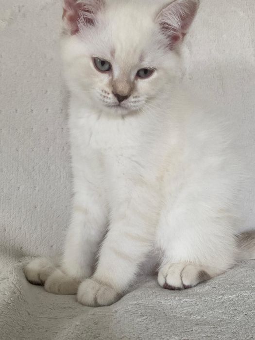 British Shorthair