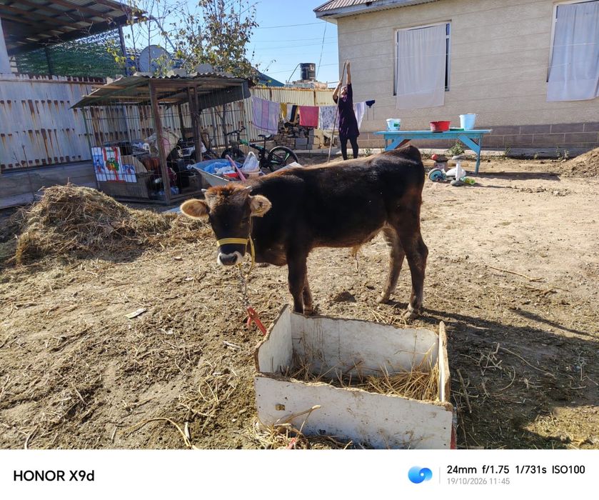 Алатау патсос 5айлық