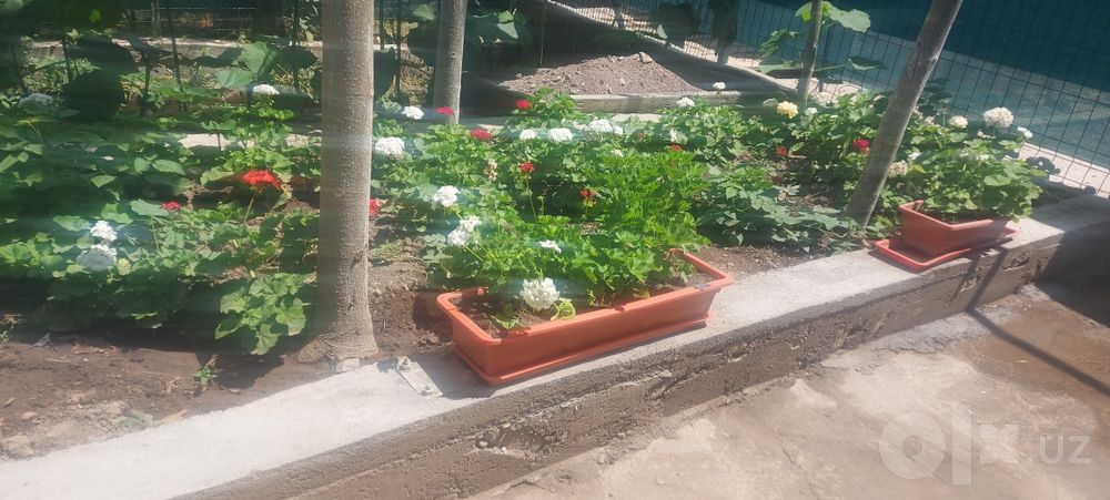 Герань кросата природы