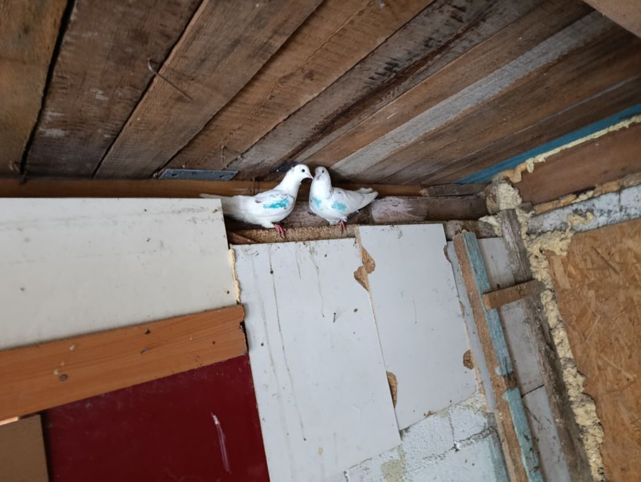 Голуби бакинцы 6 шт