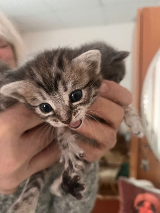 Котята маленькие