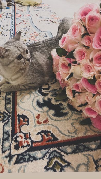 Британская короткошерстная кошка