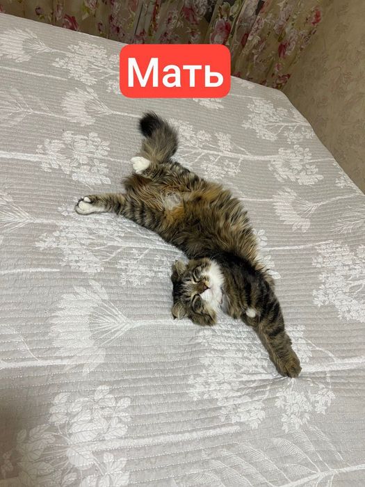 Продаются котята Scottish Fold и Straight