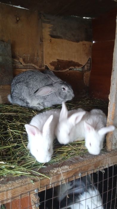 Прадам кральчат па 3000 месячных