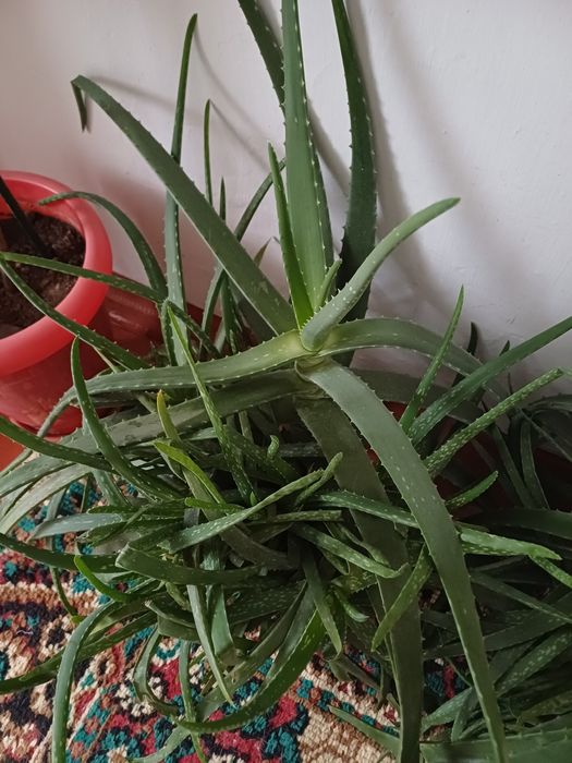 Продам АЛОЭ..- вера