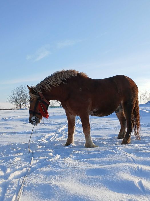 Vand armasar de 4/5 ani