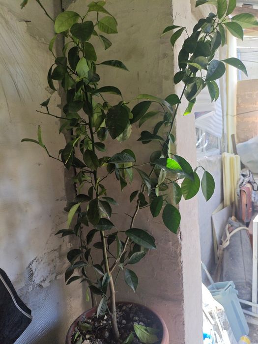 Продам лимонное дерево