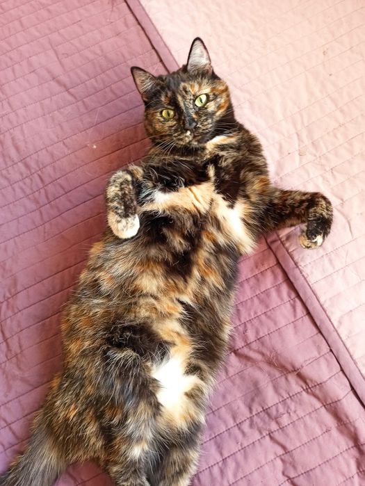 Сонечка в добрые руки