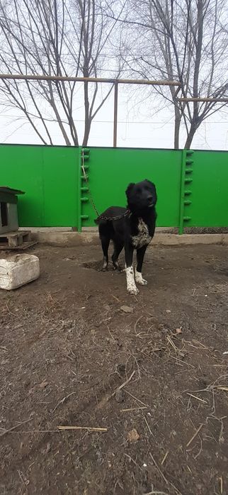 Продом щенки САО