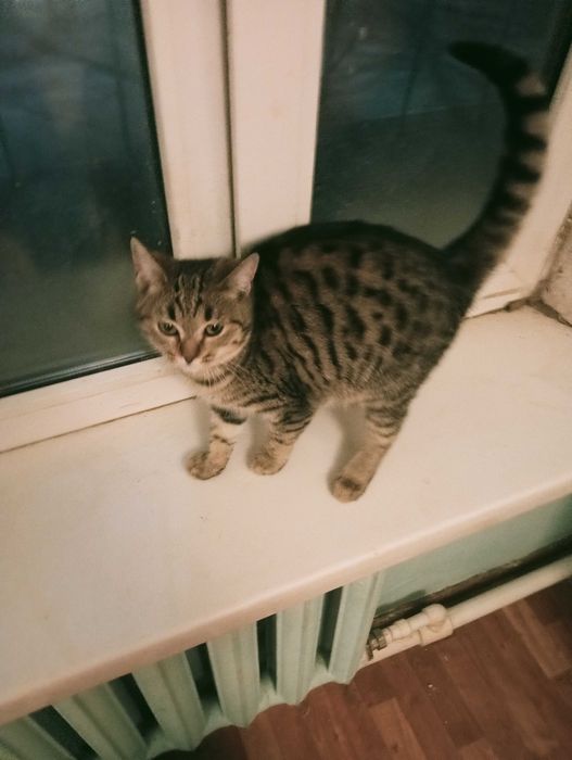 Отдам котенка в добрые руки