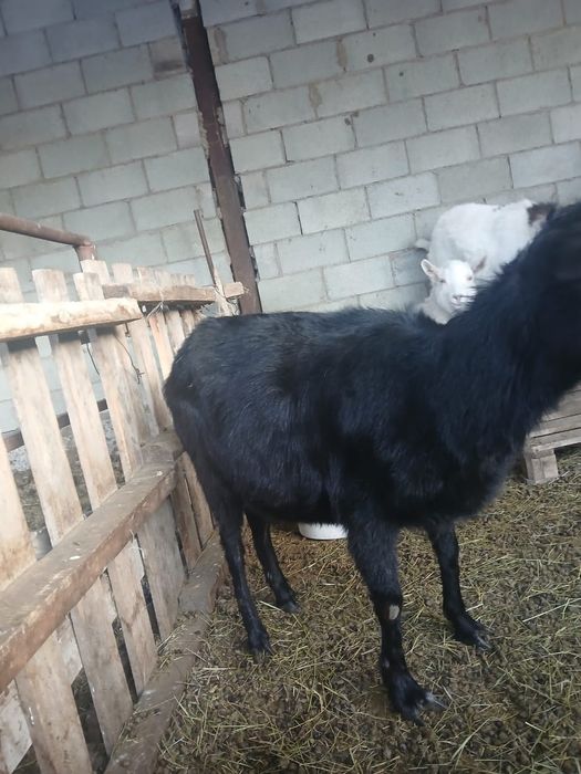 Ешкі теке козы лақ