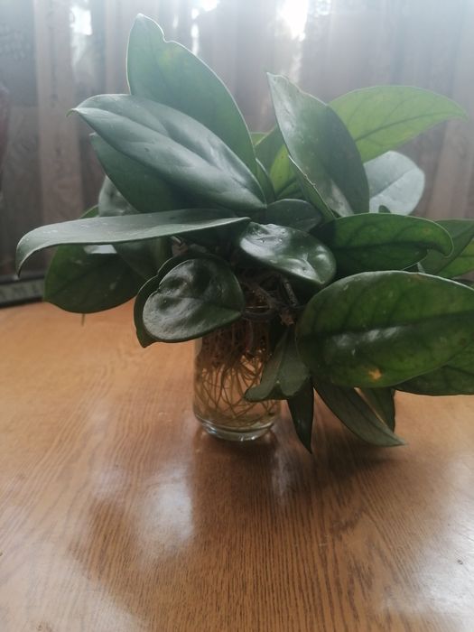 ХОЯ Карноза стрък с коренчета